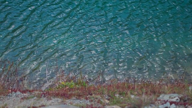 Closeup slow motion shot of water ripples in the blue water of the Deepak Tal lake on the way towards Baralacha Pass in Lahaul and Spiti district, Himachal Pradesh, India. Water ripples due to wind.