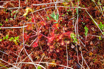 A sundew plant in the swamps 