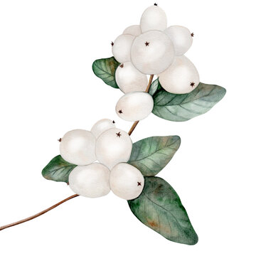 Mistletoe watercolor. Hand drawn snowberry isolated on white background. Realistic white berry with green leaves. Ideal for Christmas and New Year card designs and natural cosmetics packaging