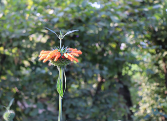 Leonotis leonurus, also known as lion's tail and wild dagga in the garden. It is known for its medicinal properties. Botanical, natural, herb, and flower concept.
