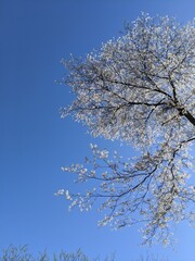 snowy tree in winter