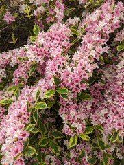 Obraz premium pink flowers in a garden