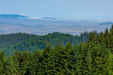 The roots and tree trunk in a forest	