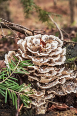 Forest - Europe, Romania, Suceava region, Marginea