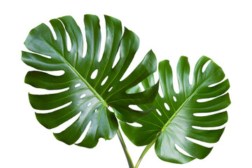 Tropical leaves monstera or monstera leaf isolated on white background. Object with clipping path