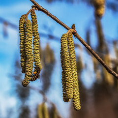 Forest - Europe, Romania, Suceava region, Marginea