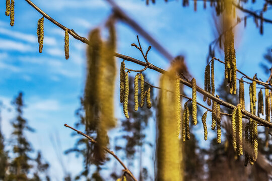Forest - Europe, Romania, Suceava region, Marginea