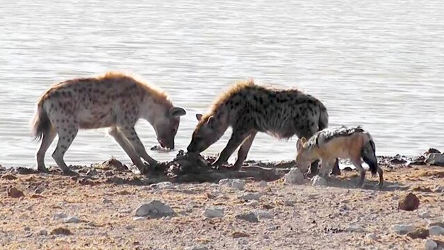 Two black-backed jackals attempt to steal meat from two hyenas who have just killed an antelope, Etosha National Park, Namibia