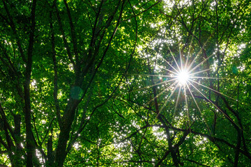 Obraz premium The roots and tree trunk in a forest 