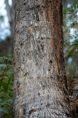beautiful gum Trees and shrubs in the Australian bush forest. Gumtrees and native plants growing