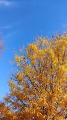 Fototapeta premium autumn leaves in the sky