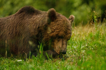 The European brown bear in the wild