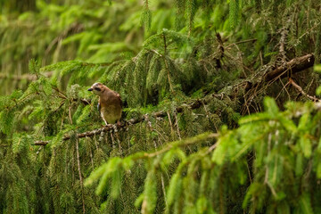 A jay in the wild