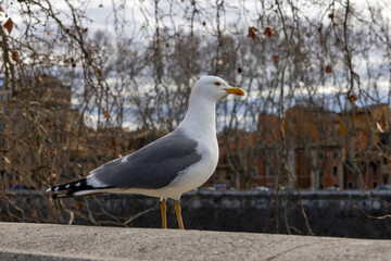 Gabbiano sulla sponda del Tevere a Roma, Italia