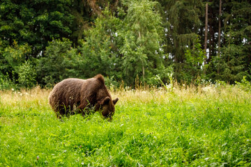 The European brown bear in the wild