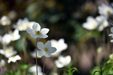 Anemone sylvestris. delicate flowers in the garden, in the flowerbed. floral background. beautiful delicate Anemone sylvestris. white flowers on a natural background. close-up. sunlight. spring season
