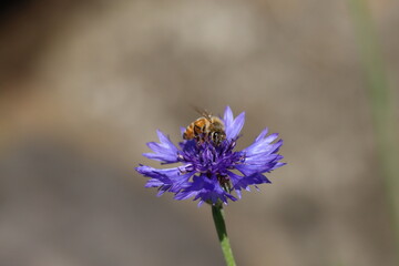 青い花の花粉を集めるミツバチ