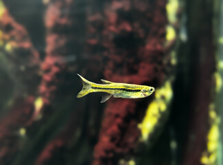 Blackline rasbora fish(Redline rasbora) gracefully swimming under water