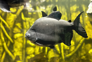 Tambaqui (Colossoma macropomum) or giant pacu in a pond