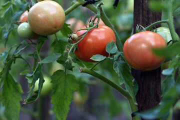 closeup the red ripe tomato growing with leaves and plant in the farm over out of focus green background. close-up tomato, ripe vegetable, vegetarian food. greenhouse plant in the garden