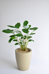 planta maranta charuto mini folhagem em vaso 