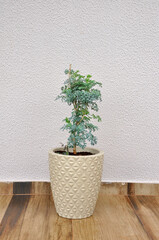 planta arruda em vaso bege 