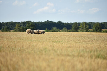 Fototapeta premium sheep in the pasture. home animal. the sheep is grazing in the meadow. livestock farm. sheep in the field, animal for wool. Cute baby sheep over dry grass field, farm animal
