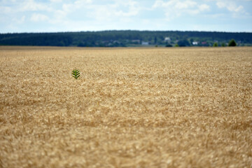 Ripe large golden ears of wheat against the yellow background of the field. Close-up, nature. The...