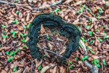 Europe, Romania, Constanta region, 2023 year