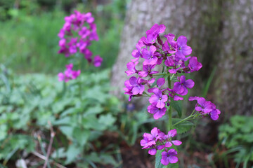 Fototapeta premium Beautiful spring flower with bright pink - purple flowers Lunaria annua on wood background. Flat lay, top view.Empty space for your text.