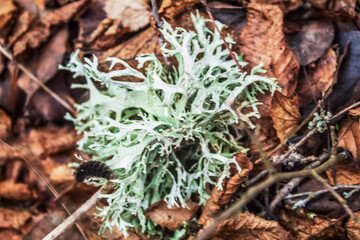 Europe, Romania, Constanta region, 2023 year