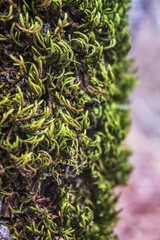 Europe, Romania, Constanta region, 2023 year