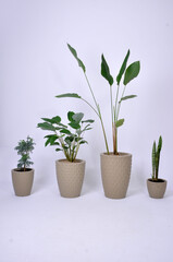 conjunto de vasos com folhagens verdes, plantas diferentes para casa 