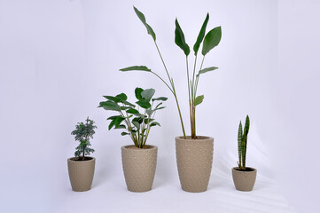 conjunto de vasos com folhagens verdes, plantas diferentes para casa 