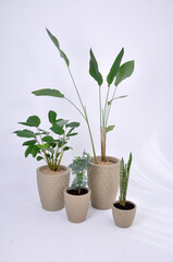 conjunto de vasos com folhagens verdes, plantas diferentes para casa 