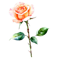 Fresh PEACH color rose flower in watercolor painting style isolated on transparent background