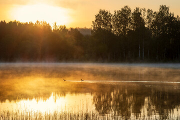 Morning fog on the lake. Two wild birds are swimming on the water. Great crested grebe. Golden...