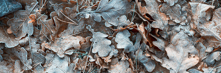 Fallen oak leaves covered with hoarfrost during frosts. Beautiful natural background with hoar...