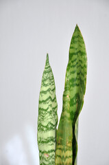 planta serpente espada de são jorge 
