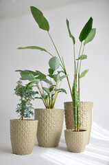 conjunto de vasos com folhagens verdes, plantas diferentes para casa 
