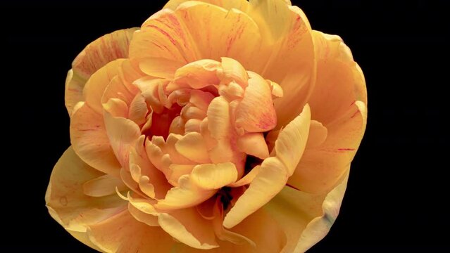 Opening of beautiful large yellow Tulip flower on black background. The Variety Golden Ducat. Springtime. Holiday. Celebration, Love, birthday Timelapse. Close up. 4K