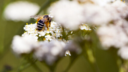 bee in yellow pollen on a background of white flowers. white wild flower Achillea millefolium and wild bee. honey bee collects nectar on yarrow flowers. close-up, bokeh, natural background. back view