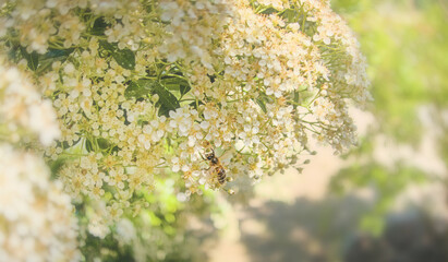 Bee collecting nectar from flower close up look in sun light during spring sunny warm day, blooming flowers