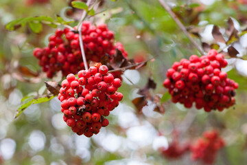 Mountain rowan ash branch berries on blurred background. Autumn harvest still life scene. Soft focus backdrop photography. Copy space. red berries of overripe rowan. close-up