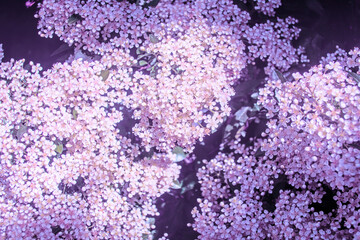 Little flowers, blooming shrub as floral botanical purple fantasy dreamlike pattern backdrop wallpaper background