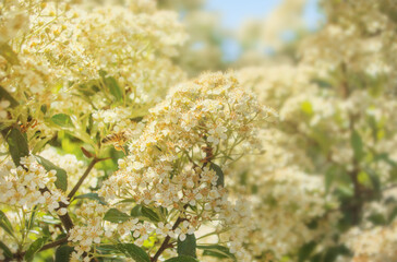 Bee collecting nectar from flower close up look in sun light during spring sunny warm day, blooming flowers