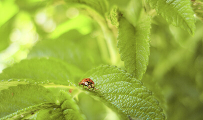 Coccinellidae, ladybug, ladybird, red small insect on green leaves
