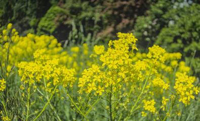 Brassica napus, canola plant