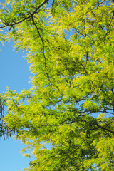 Tree with green leaves and blue sky as summer backdrop background wallpaper, sunny weather,  Gleditsia triacanthos (Honey Locust), the thorny locust or thorny honeylocust