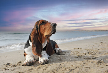 basset hound on the beach